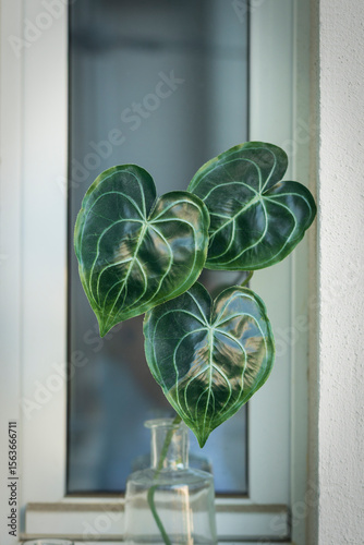 indoor plant with large leaves without flowers stands in a glass vase, decor, interior design