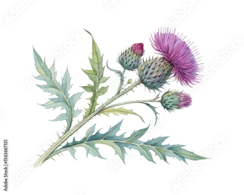 watercolor Thistle branch vector illustration isolated on white background