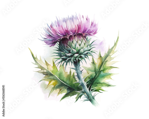 watercolor Thistle branch vector illustration isolated on white background