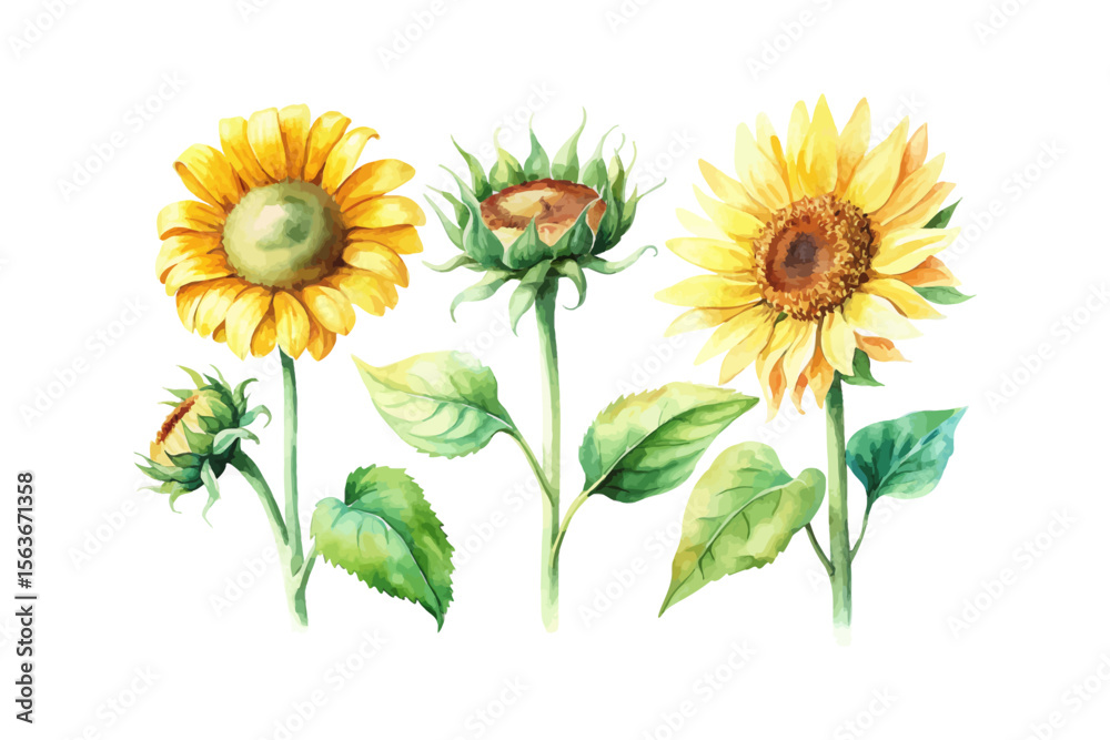 Fototapeta premium set of watercolor Sunflower Branch vector illustration isolated on white background