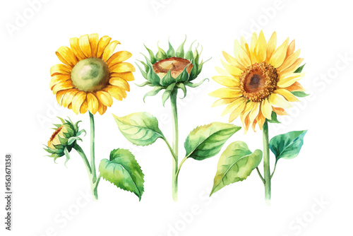 set of watercolor Sunflower Branch vector illustration isolated on white background