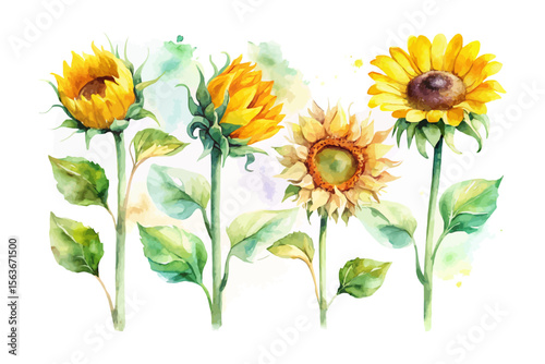 set of watercolor Sunflower Branch vector illustration isolated on white background