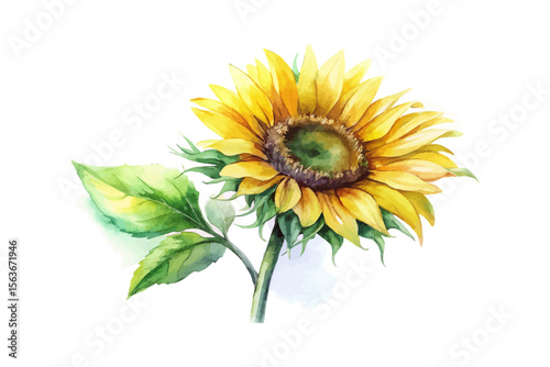 watercolor Sunflower Branch vector illustration isolated on white background