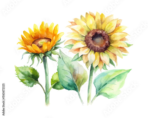 watercolor Sunflower Branch vector illustration isolated on white background