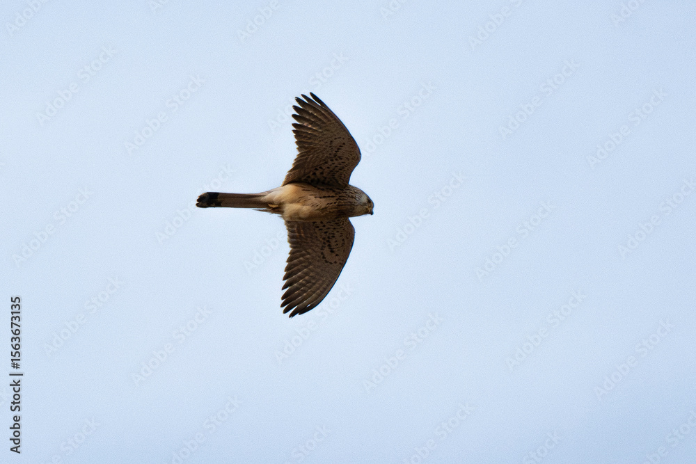 Obraz premium Faucon crécerellette, Falco naumanni, Lesser Kestrel