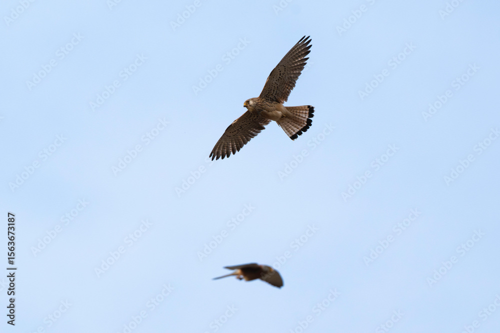 Obraz premium Faucon crécerellette, Falco naumanni, Lesser Kestrel