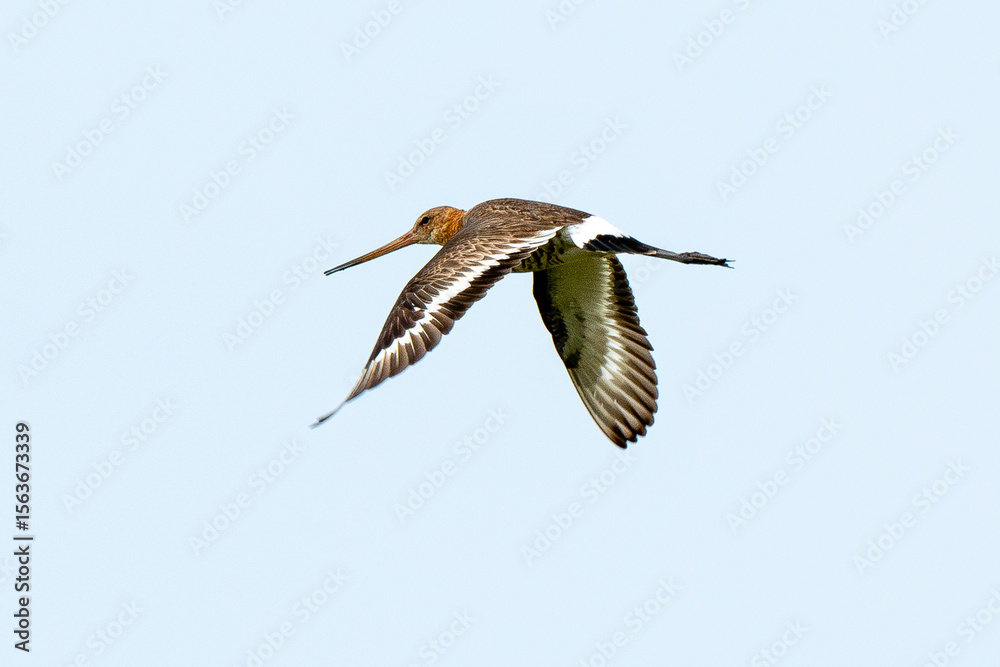 Fototapeta premium Barge à queue noire, Limosa limosa, Black tailed Godwit