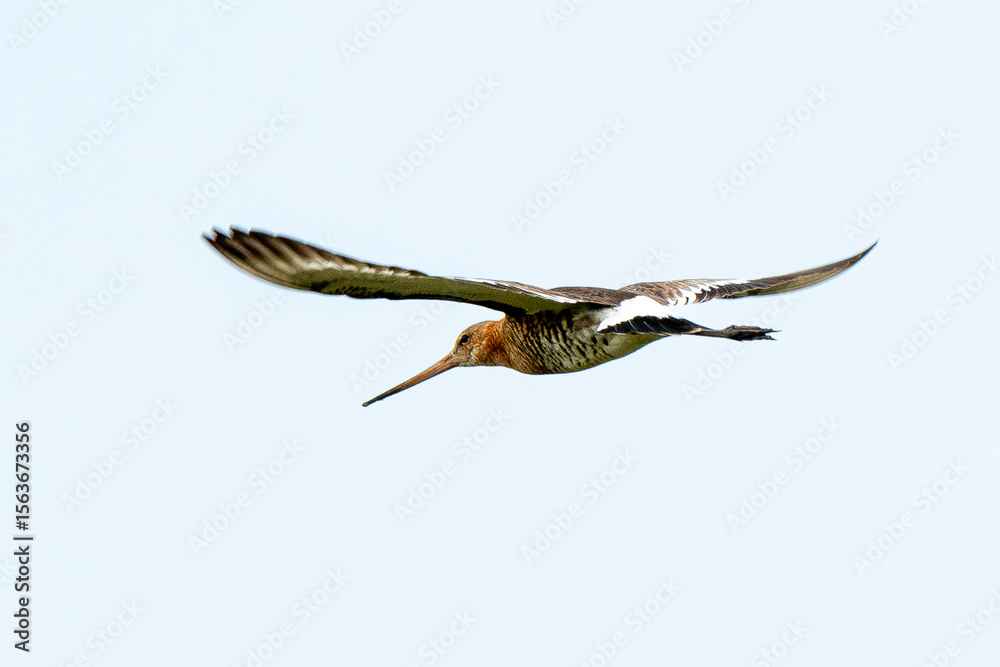 Fototapeta premium Barge à queue noire, Limosa limosa, Black tailed Godwit