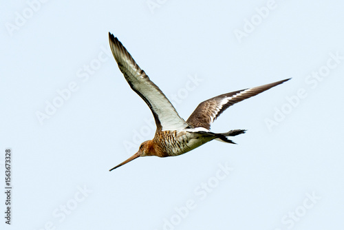 Barge à queue noire,
Limosa limosa, Black tailed Godwit
