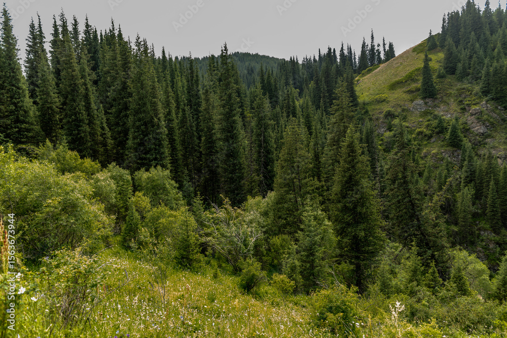 Obraz premium pine trees in the mountains