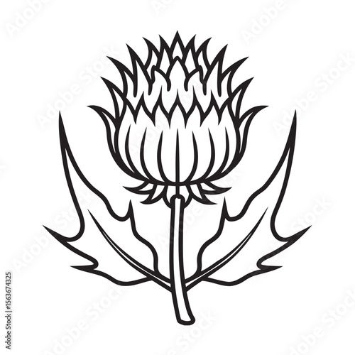 line art of european culture scottish thistle flower