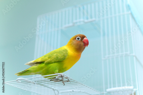 ボタンインコ