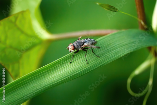 Fliege (Pollenia sp. Weibchen) mit Missbildung oder Schlupffehler an den Flügeln, auf einem breiten Grashalm inmitten von Pflanzen - Baden-Württemberg, Deutschland  