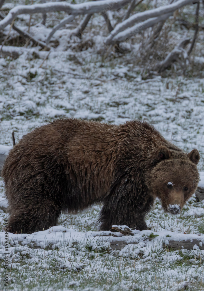 Obraz premium Grizzly Bear in Spring Snow in Yellowstone National Park Wyoming