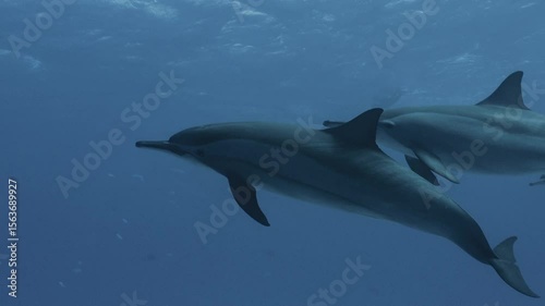 Large pods of wild spinner dolphins swimming gracefully in the clear blue waters of the Red Sea, captured in stunning 4K slow motion with natural light and beautiful underwater visibility.