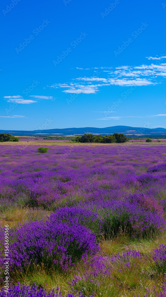 Fototapeta premium A vast lavender field under a clear blue sky, soft breeze, vibrant purple hues