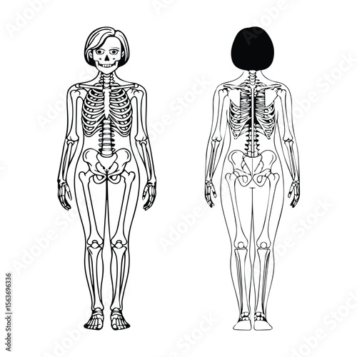Human Skeleton Front and Back View Illustration
