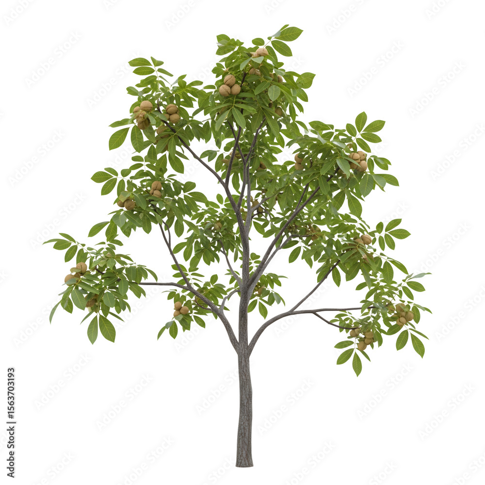 Obraz premium A healthy walnut tree with green leaves and developing nuts isolated on transparent background