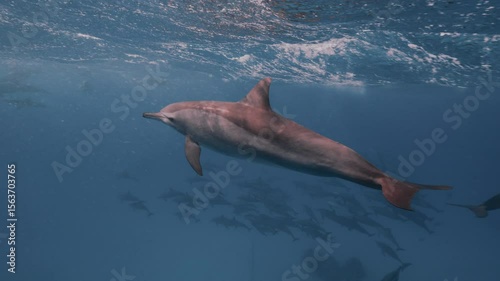 Large pods of wild spinner dolphins swimming gracefully in the clear blue waters of the Red Sea, captured in stunning 4K slow motion with natural light and beautiful underwater visibility.