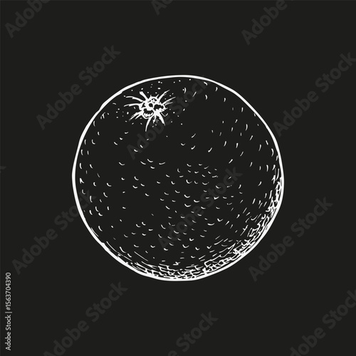 Orange sketch illustration. Natural wellness, medicinal garden, essential oil aromatherapy, cooking. Botanical hand drawn outline illustration in engraving style, isolated