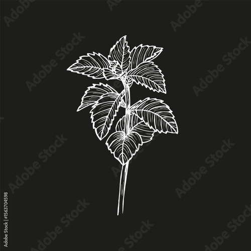 Peppermint plant outline illustration. Herb sketch drawing in botanical style for cooking, spa, medicinal tea, aromatherapy, and garden decor. Hand drawn vector floral clipart, isolated