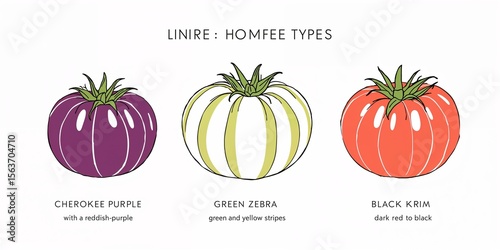 Illustrated tomato varieties including cherokee purple green zebra and black krim on white background