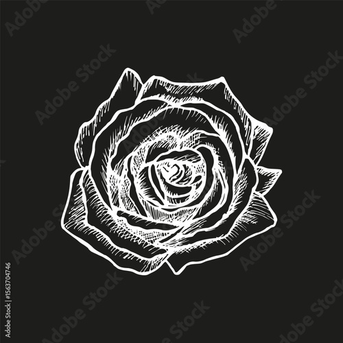 Rose flower sketch illustration, botanical outline drawing of a plant for culinary, wellness, garden, and aromatherapy themes. Vector line art clipart isolated