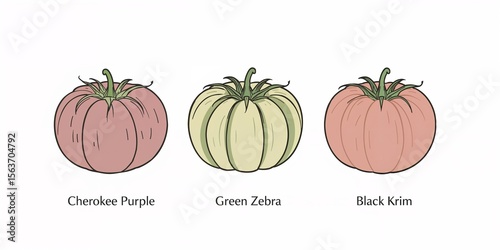 Illustration of cherokee purple green zebra and black krim tomatoes on a white background