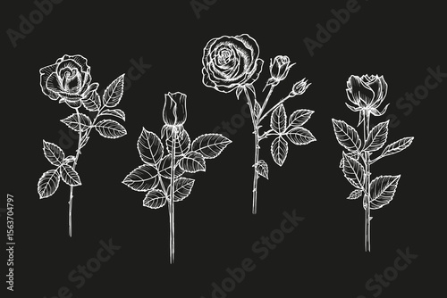 Rose flower sketch illustrations set. Botanical outline drawings in engraving style. Perfumes, cooking, aromatherapy, garden, medicinal concept. Hand drawn floral vector clipart isolated