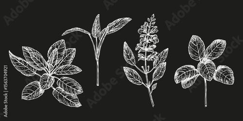 Collection of sage herb sketch drawings. Engraved plant illustration. Culinary herbs, wellness, natural cosmetics, garden decor. Hand drawn floral vector clipart, isolated