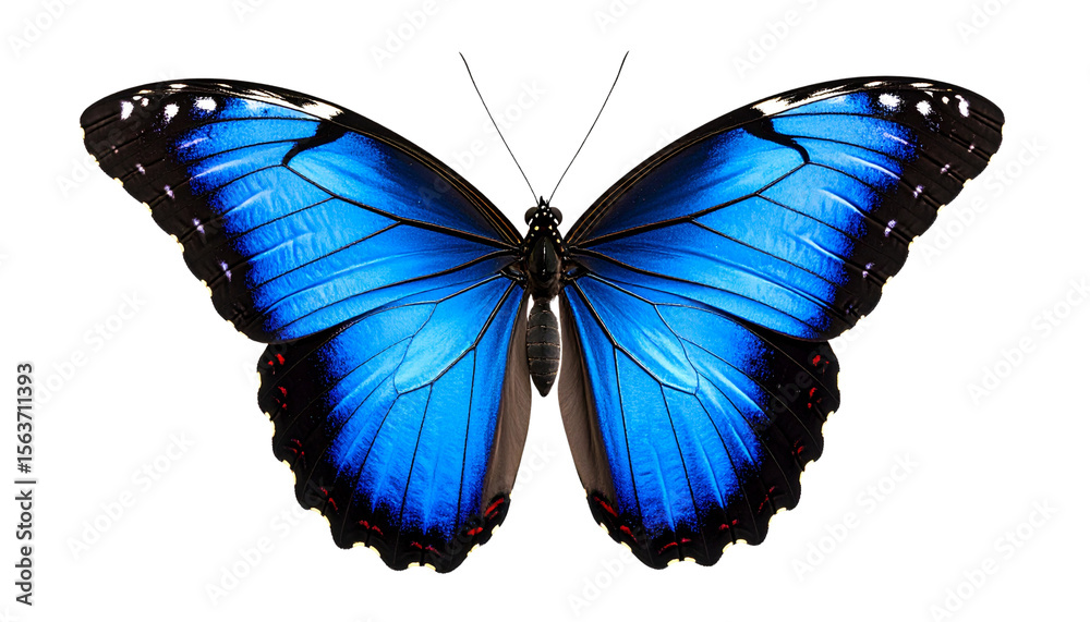 Fototapeta premium Blue Morpho Butterfly Isolated on Transparent PNG Background
