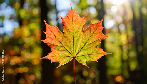 A vibrant maple leaf shines with autumn colors against a blurred forest backdrop creating a seasonal, natural scene.
