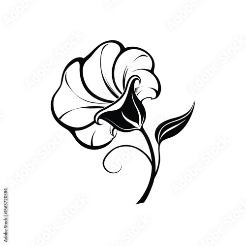 black and white sweet pea flower on white background