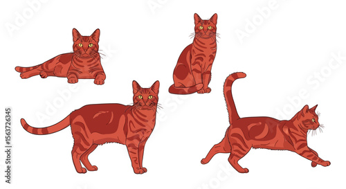 Red cats in different poses displaying playful and relaxed behavior  