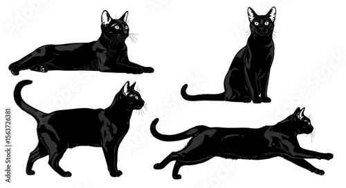 Black cat in different poses showcasing agility and grace  