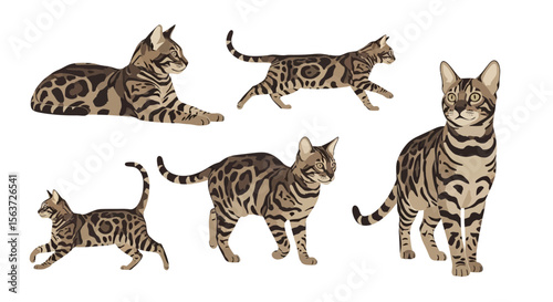 Bengal cats in different poses showcasing playful behavior  