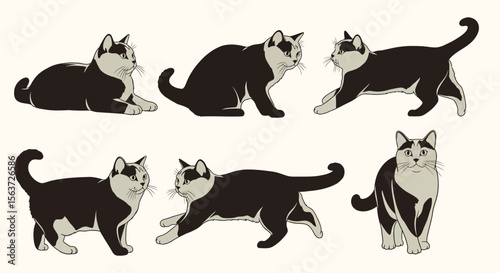 British Shorthair cats in different poses on a light background  