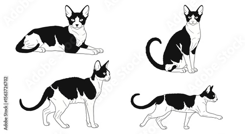 Cornish Rex cat in different poses on white background  