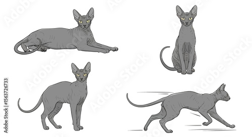 Cornish Rex cat in different poses showcasing its playful nature  