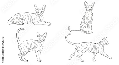 Cornish Rex cats in different poses outlined on white background  