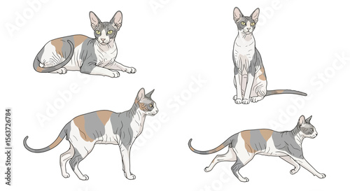 Cornish Rex cat in different poses, illustrated in soft colors  