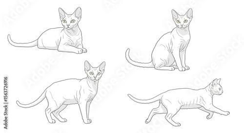 Devon Rex cat in different poses showcasing movement and rest  