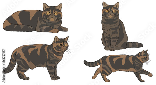Exotic Shorthair cats in different poses and expressions  