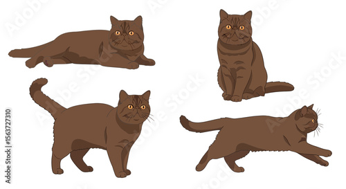 Brown cats in different poses showing playful and relaxed expressions  