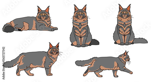 Maine Coon cat in various poses on a white background, concept of cats in different poses  