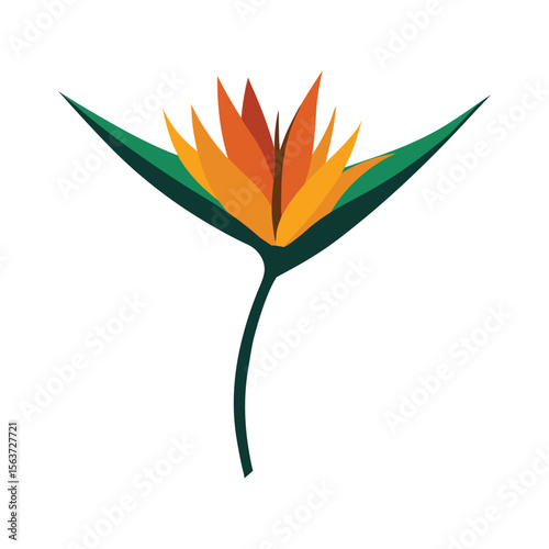 Striking bird of paradise flower with exotic orange and blue petals for tropical artwork Vector illustration on white background