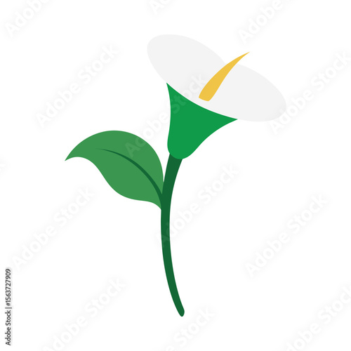 Elegant calla lily flower with smooth curves and a single petal design for graceful art Vector illustration on white background