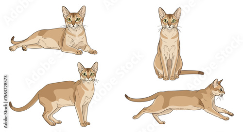 Singapura cats in different poses on white background  