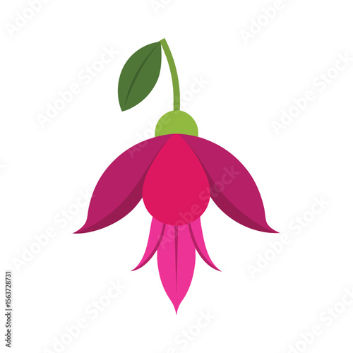 Vibrant fuchsia flower with hanging bell blossoms in vivid hues for tropical design art Vector illustration on white background