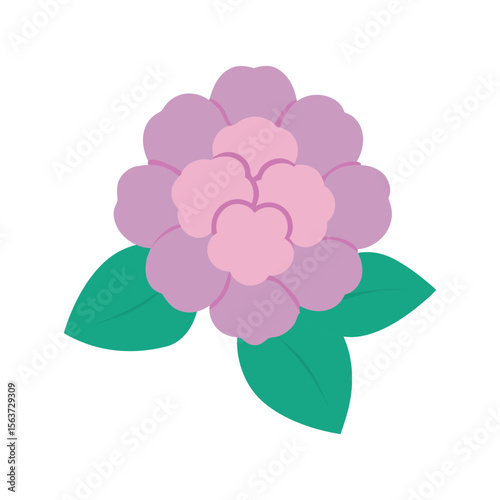Hydrangea paniculata flower with cone shaped blooms and garden beauty for decorative art Vector illustration on white background